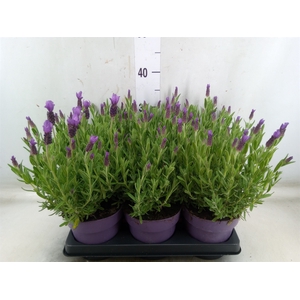 Lavandula stoec. 'Anouk'