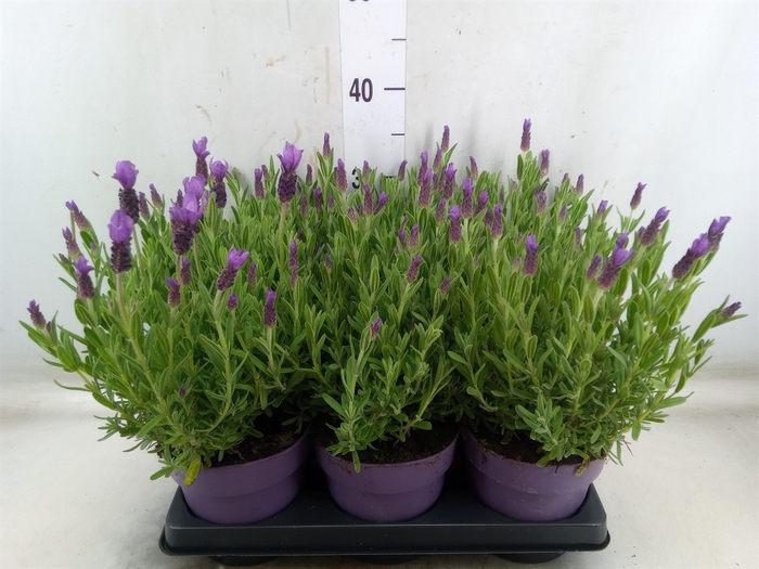 <h4>Lavandula stoec. 'Anouk'</h4>
