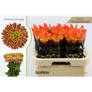 CHRYS Pristine Orange