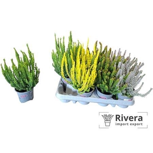 Calluna Skyline Gemengd