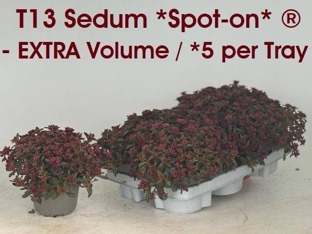 <h4>SEDUM SPU SPOT D ROS</h4>