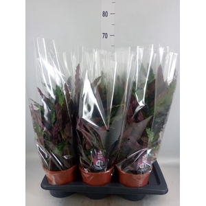 Calathea rufibarba 'Elgergrass'