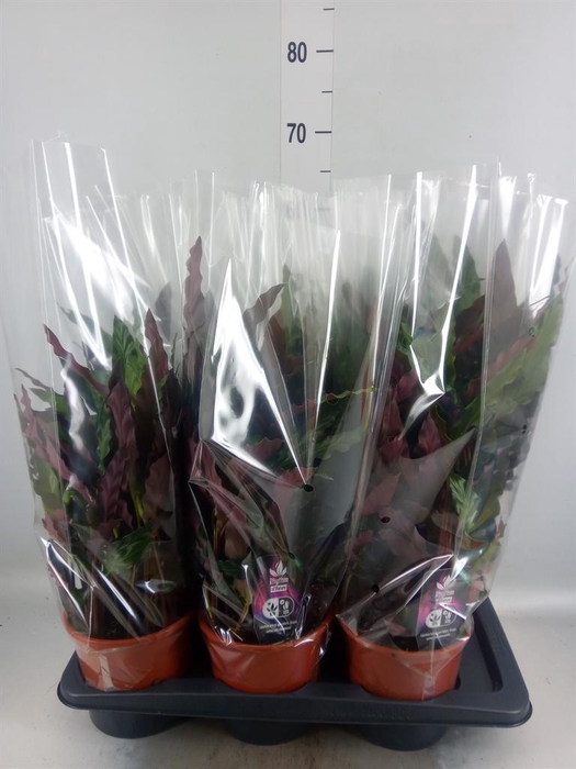 <h4>Calathea rufibarba 'Elgergrass'</h4>