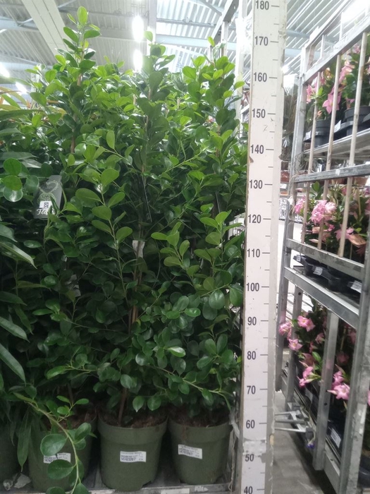 <h4>Ficus microcarpa 'Moclame'</h4>