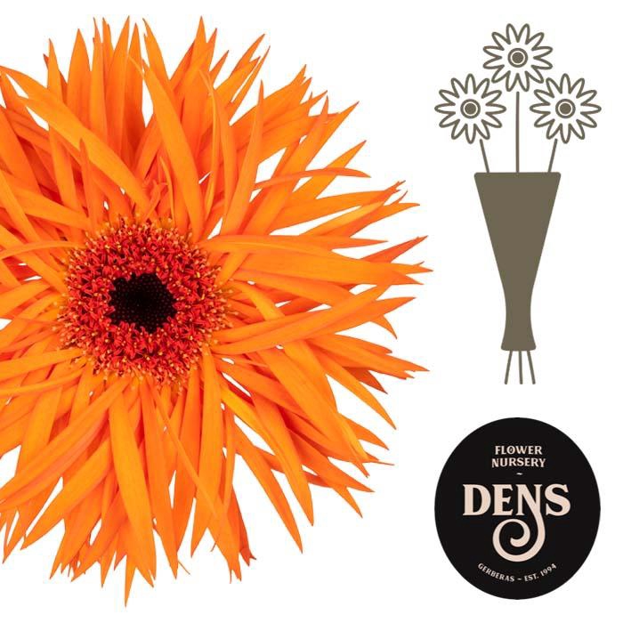 <h4>Gerbera Spider Orange Springs Water/Hoes x80</h4>