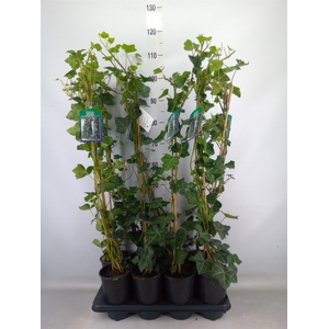 Hedera hibernica