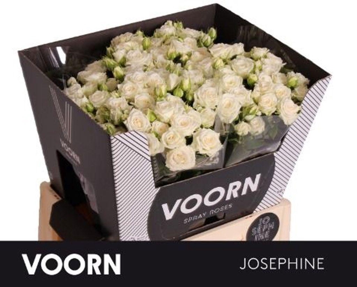 <h4>Rosa spray josephine</h4>