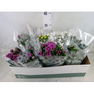 Chrysanthemum   ..mix 6