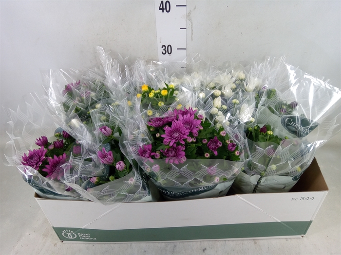 <h4>Chrysanthemum   ..mix 6</h4>