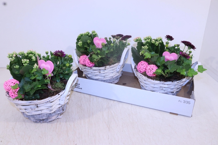 <h4>ARR TUINPLANTEN</h4>