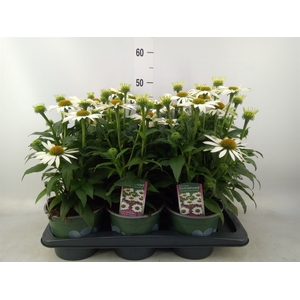 Echinacea  'White Meditation'
