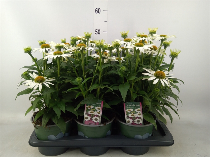 <h4>Echinacea  'White Meditation'</h4>