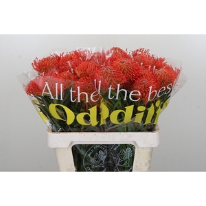 Nutans Succession