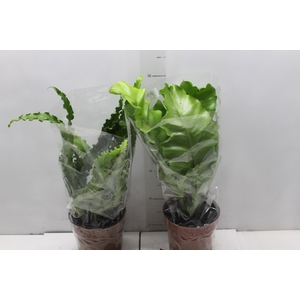 ASPLENIUM VARIADO P17