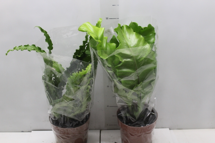 <h4>ASPLENIUM VARIADO P17</h4>