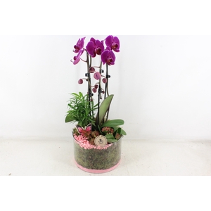 arr2 PL - Glas cilinder phal. lila