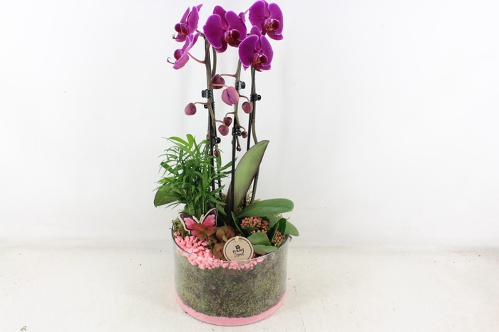 <h4>arr2 PL - Glas cilinder phal. lila</h4>