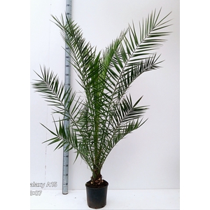 PHOENIX CANARIENSIS