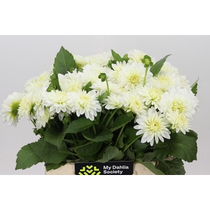 Dahlia White Cap