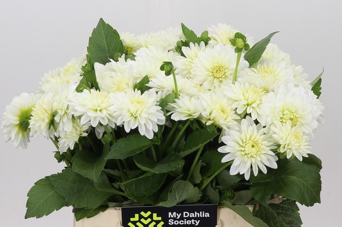 <h4>Dahlia White Cap</h4>