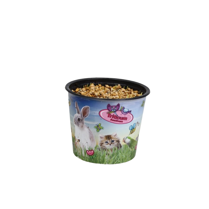 <h4>Triticum Kattengras in potcover</h4>