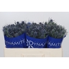 Eryngium Blue Dynamite