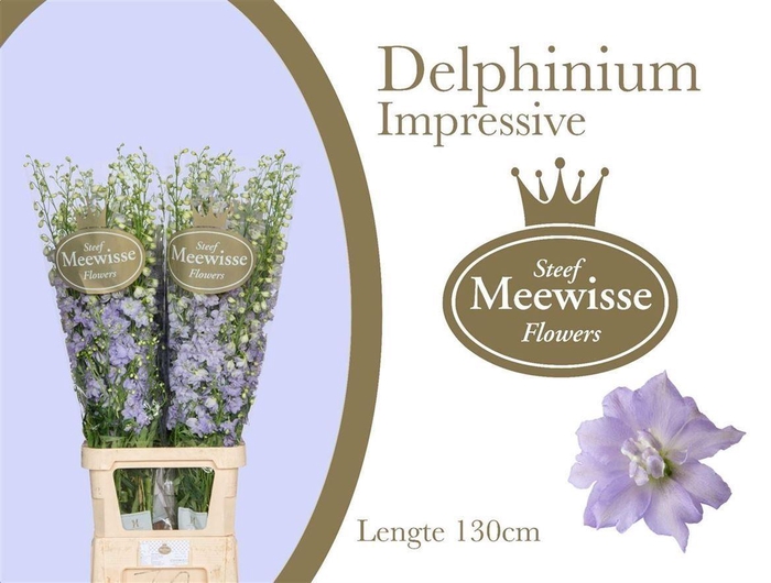 <h4>Delph El Du Dewi Impressive</h4>