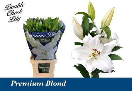 <h4>Li Or Premium Blond</h4>