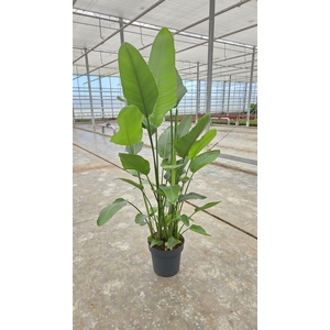 Strelitzia nicolai
