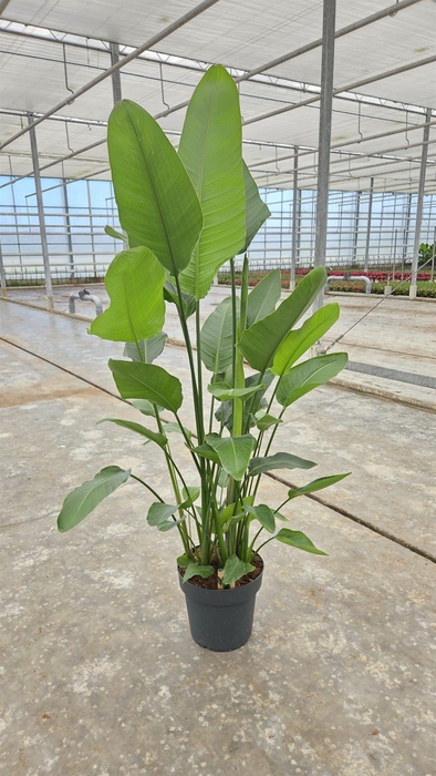 <h4>Strelitzia nicolai</h4>