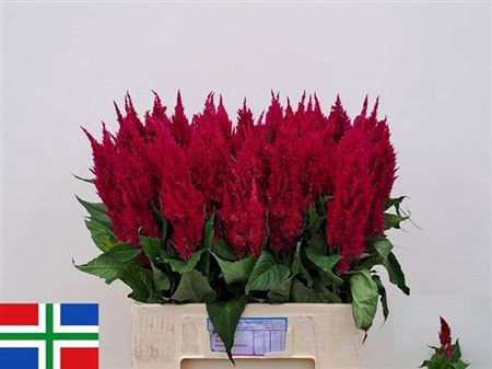 <h4>Cel P Cent Purp Rose</h4>