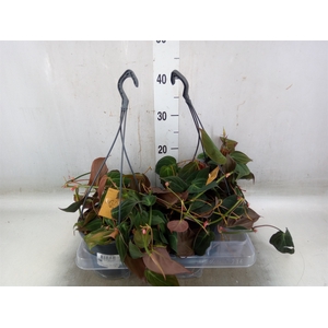 Philodendron   ...