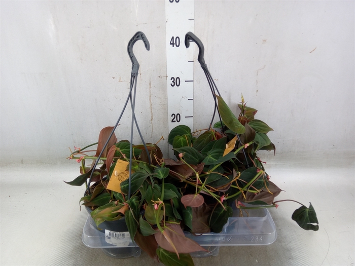 <h4>Philodendron   ...</h4>