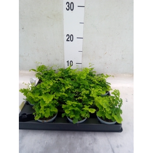 Adiantum raddi. 'Fritz-Luthi'