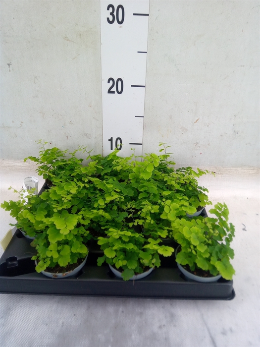 <h4>Adiantum raddi. 'Fritz-Luthi'</h4>