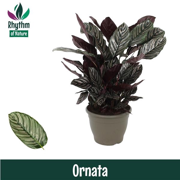 <h4>Calathea sanderiana</h4>