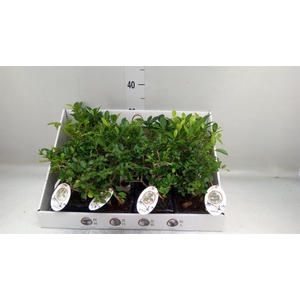 Bonsai   ...mix