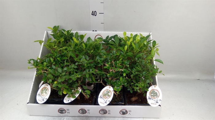 <h4>Bonsai   ...mix</h4>