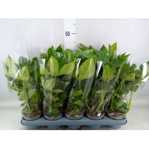 Fatsia japonica   ...