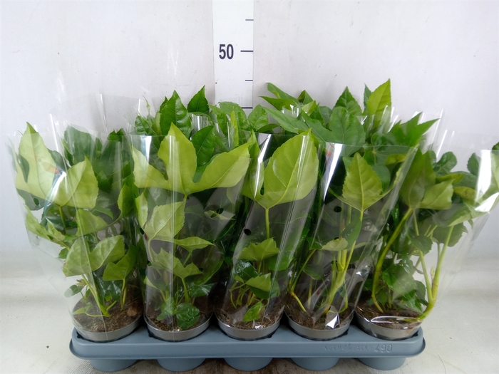 <h4>Fatsia japonica   ...</h4>