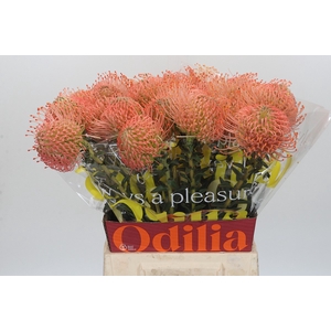 Nutans Ayoba Pink