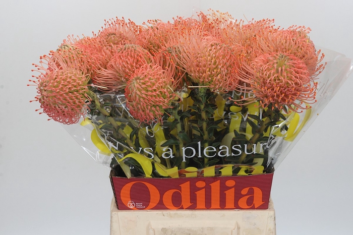 <h4>Nutans Ayoba Pink</h4>