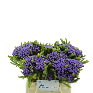 Kaaps Brunia Albiflora Geverfd