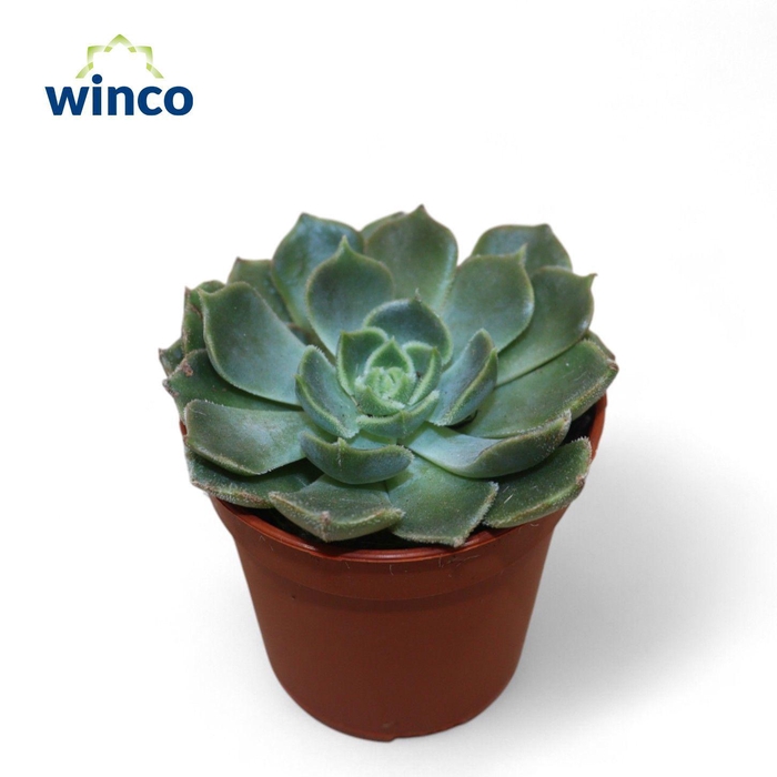 <h4>Echeveria Bron Rose</h4>
