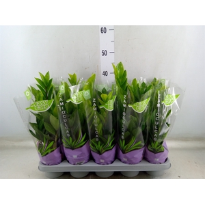 Zamioculcas zamiifolia