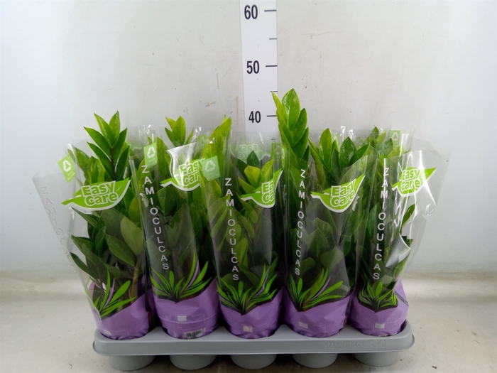<h4>Zamioculcas zamiifolia</h4>