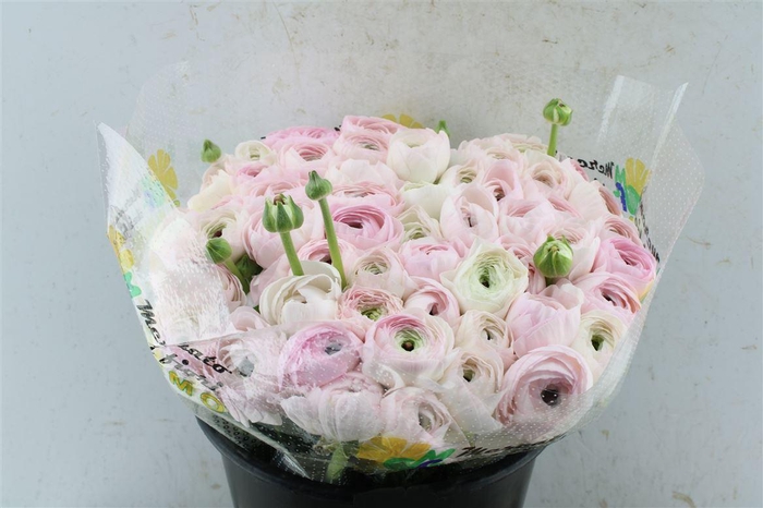 Ran Kloon Extra 416 Pin