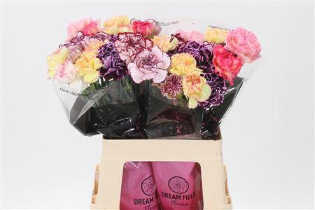 <h4>Di St Mix Striped</h4>