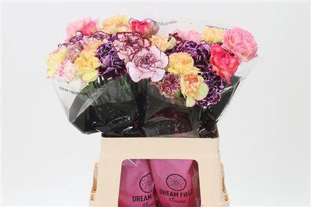 <h4>Di St Mix Striped</h4>