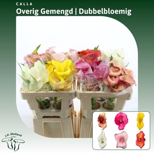 Calla Gemengd In Fust | Dubbelbloemig